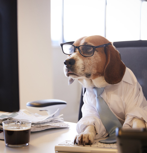 Beagle Dressed As Businessman Watching Computer